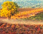 Grist Vineyard